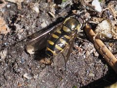 Parasyrphus punctulatus