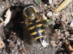 Parasyrphus punctulatus