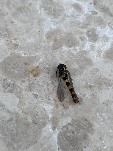 Common Globetail