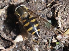 Parasyrphus punctulatus