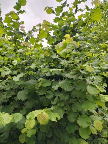 common hazel