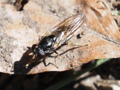 Cheilosia pagana