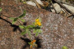 Anthyllis circinnata