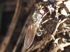 Cheilosia pagana