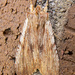 Lithophane petulca - Photo (c) Jim Johnson, algunos derechos reservados (CC BY-NC-ND), uploaded by Jim Johnson