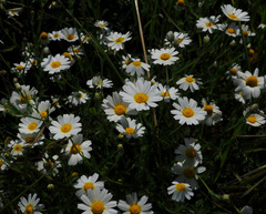Cladanthus mixtus