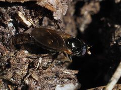 Cheilosia pagana