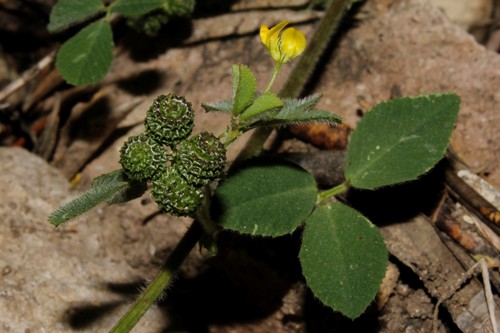 Medicago turbinata