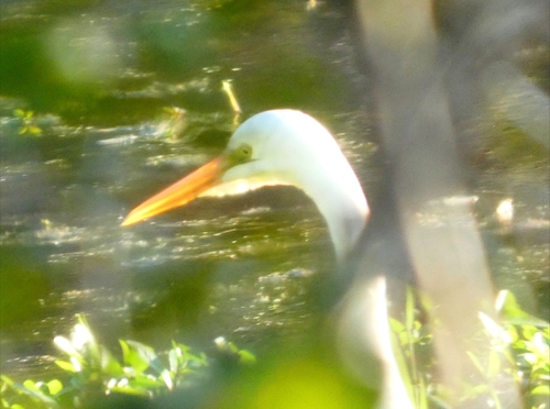 Great Egret observed by jonathant27