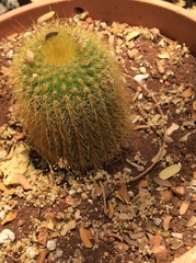 Parodia