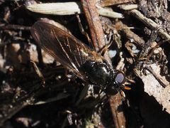 Cheilosia pagana