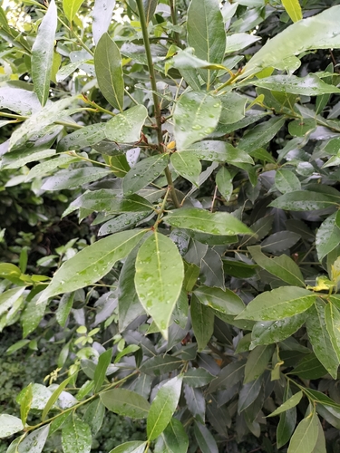 Bay laurel