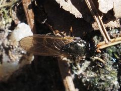 Cheilosia pagana