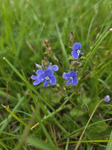 Germander Speedwell