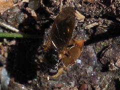 Cheilosia pagana