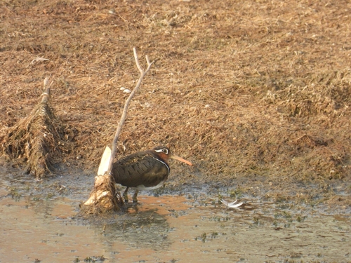 iNaturalist image