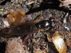 Cheilosia pagana
