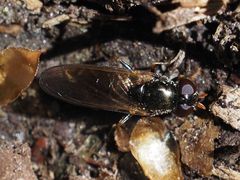 Cheilosia pagana