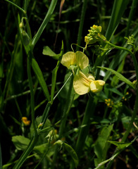 Lathyrus annuus