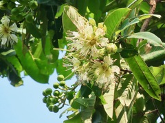 Duabanga grandiflora