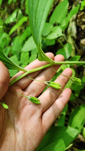 Polygonatum inflatum iNat (2)