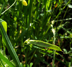 Lathyrus annuus