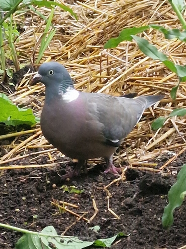 Common Wood-Pigeon