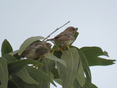 Crithagra leucopygia