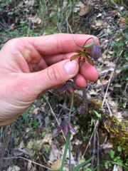 Fritillaria micrantha