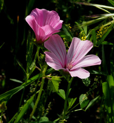 Malva trimestris