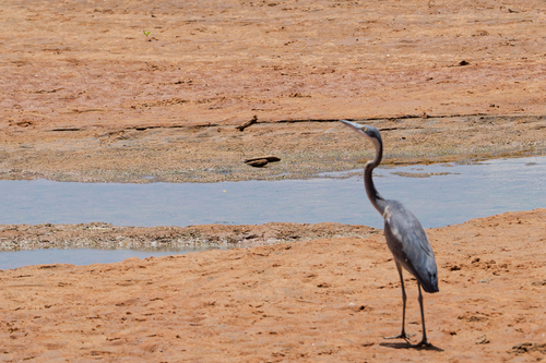 iNaturalist image