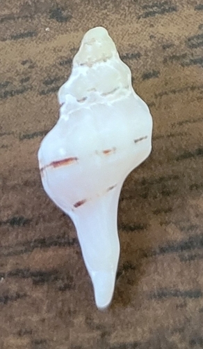 Urosalpinx subangulata, 2026-06-02