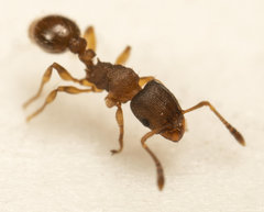 Tetramorium simillimum