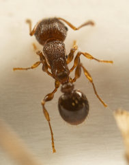 Tetramorium frigidum