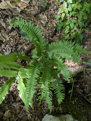 Polystichum tripteron, photograph (c) Timur Kalininsky, some rights reserved (CC BY)