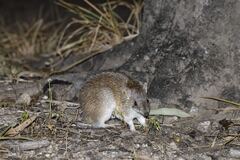 Cape York Brown Bandicoot photo 3