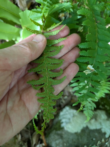 Polystichum tripteron, photograph 6