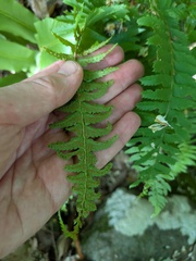 Polystichum tripteron, photograph (c) Timur Kalininsky, some rights reserved (CC BY)