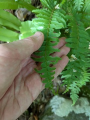 Polystichum tripteron, photograph (c) Timur Kalininsky, some rights reserved (CC BY)