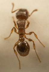 Tetramorium frigidum