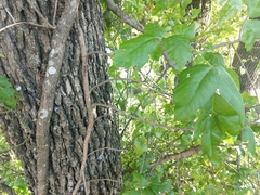 Toxicodendron radicans verrucosum