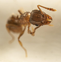 Tetramorium frigidum