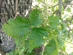 Toxicodendron radicans verrucosum