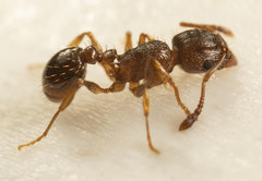 Tetramorium frigidum