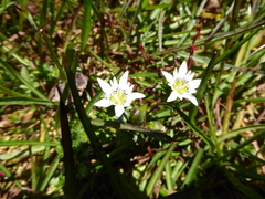 Gentiana douglasiana