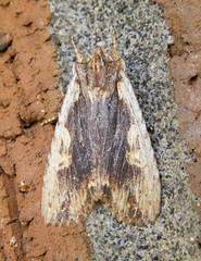 Lithophane petulca