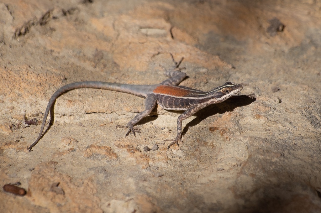Rock Ground Lizard