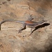 Rock Ground Lizard - Photo (c) pablocerqueira, some rights reserved (CC BY-NC)