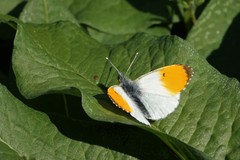 Anthocharis cardamines