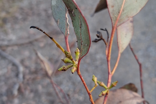Eucalyptus camphora observed 2026-06-03